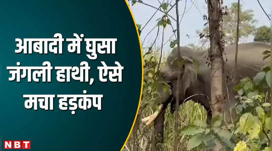 uttarakhand video wild tusker comes out of jim corbett park near villages fields