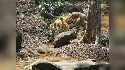 अरावली रेंज के रेवाड़ी में पहली बार दिखा बाघ, राजस्थान के सरिस्का से चलकर पहुंचा, वन विभाग कर रहा निगरानी