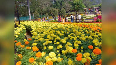 Malampuzha Flower Show 2024: മലമ്പുഴ ഉദ്യാനം ഒരുങ്ങി, പുഷ്പമേള 23 മുതൽ; കണ്ണിനും മനസ്സിനും കുളിർമയേകും