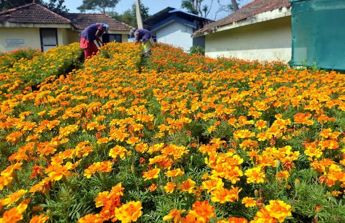 Malampuzha Flower Show 2024