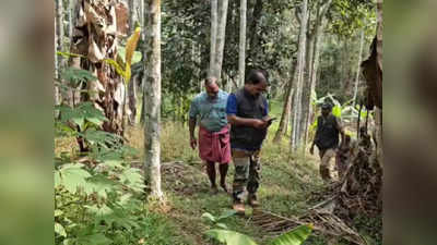 Tiger at Padichira: ഭീതിയൊഴിയാതെ പുല്‍പ്പള്ളി: പാടിച്ചിറയിലെ ജനവാസകേന്ദ്രത്തിലും കടുവയെത്തി; ക്യാമറ സ്ഥാപിച്ചു