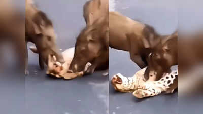 सुअरों के झुंड ने तेंदुए को गिरा-गिराकर नोचा, रोंगटे खड़े कर रहा जंगल के फुर्तीले शिकारी की मौत का वीडियो