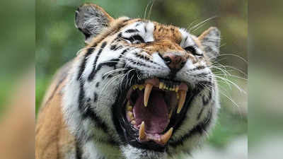 Tiger in Haryana: रेवाड़ी के गांव भटसाना के बाद अब खरखड़ा में मिले बाघ के पैरों के निशान, ग्रामीणों में डर का माहौल