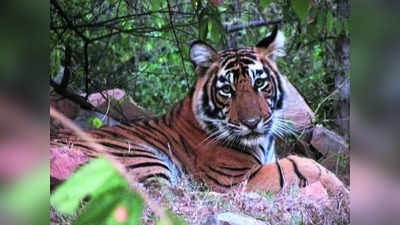 Tiger in Haryana: राजस्थान से चलकर रेवाड़ी पहुंचा बाघ, सरसों के खेत में छिपा, पकड़ने गई टीम पर किया हमला, दो कर्मचारी घायल