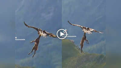 Viral Video: हिरण का गला दबोचा और आसमान में लेकर उड़ गया बाज, ऐसा नजारा पहले कभी नहीं देखा होगा आपने