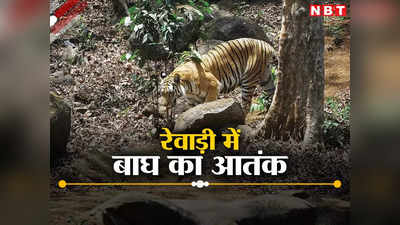Tiger in Rewari: काबू में आने के बाद भी हाथ से निकल गया बाघ, 4 दिनों से दहशत में रेवाड़ी के 3 गांवों के लोग