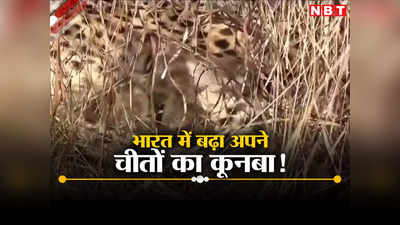 Cheetah News: अयोध्या में रामलला के विराजने के बाद भारत के लिए आई अच्छी खबर, ज्वाला ने कूनो में तीन शावकों को दिया जन्म