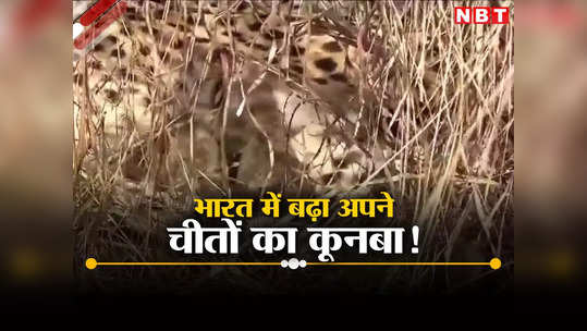 Cheetah News: अयोध्या में रामलला के विराजने के बाद भारत के लिए आई अच्छी खबर, ज्वाला ने कूनो में तीन शावकों को दिया जन्म