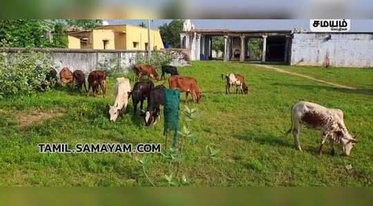 cows that destroyed rice crops in tirunelveli