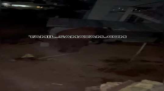 cctv footage of wild elephants atrocities in coimbatore