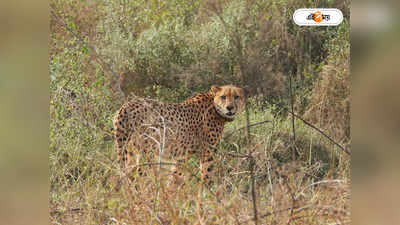Kuno Cheetah : কুনোর জঙ্গলে সুখবর! চিতা জ্বলার কোলে ৩ শাবক