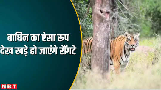 mp news seoni pench tiger reserve tigress attacked on farmer and cattle watch viral video