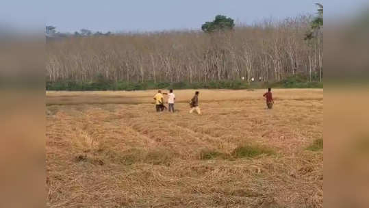 Bear in Wayanad: പള്ളിമുറിയില്‍ കരടി, പിന്നാലെ  നാട് കറങ്ങി; മയക്കുവെടിവെക്കാന്‍ വനംവകുപ്പ്