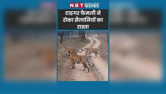 mp news tiger family blocked tourists way watch video