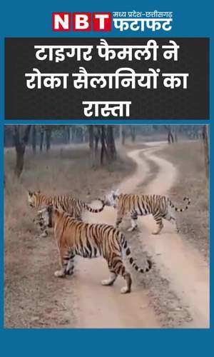 mp news tiger family blocked tourists way watch video