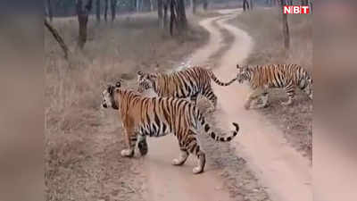 Panna Tiger Reserve: सैलानियों की जि‍प्‍सी के सामने आ गई टाइगर फैमिली, देखकर थम गई सांसें