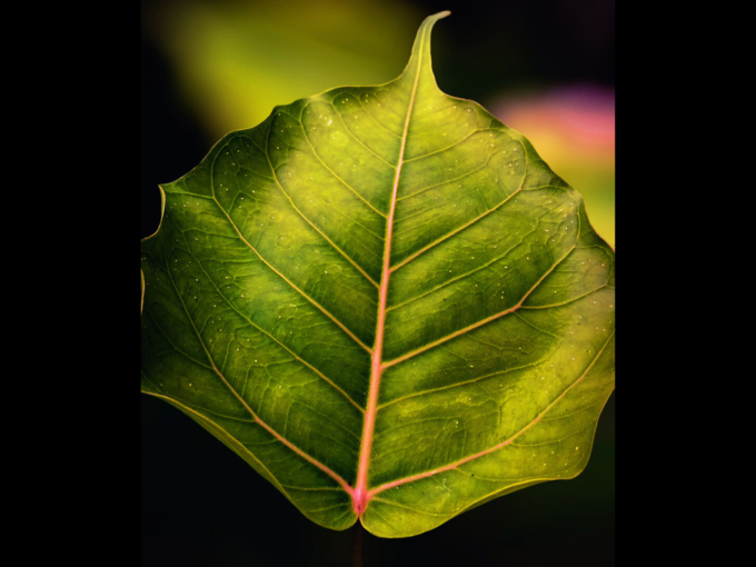 peepal leaf