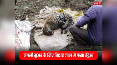 Umaria News: सुअर का शिकार करने शिकारियों ने लगाया था करंट, लेकिन मर गया तेंदुआ