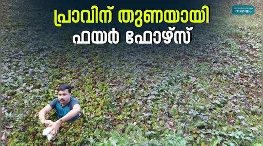 adoor fire force unit rescued the pigeon at pathanamthitta