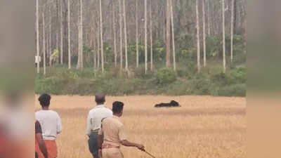 Bear in Wayanad: വയനാട്ടിലെ ജനവാസമേഖലയില്‍ ഭീതിവിതച്ച കരടിയെ വനംവകുപ്പ് കാടുകയറ്റി