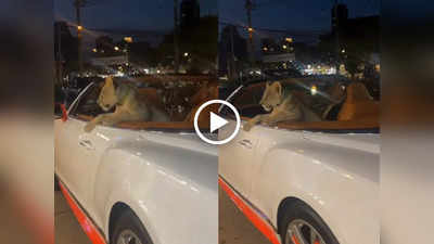 लग्जरी कार में सैर करता दिखा शेर का बच्चा, थाईलैंड के इस वायरल वीडियो को देख पब्लिक दंग रह गई