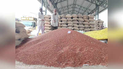 Tur Rate: बाजार समित्यांमध्ये तुरीच्या दरवाढीचा ट्रेंड कायम, लवकरच १२ हजारांचा टप्पा गाठण्याची शक्यता