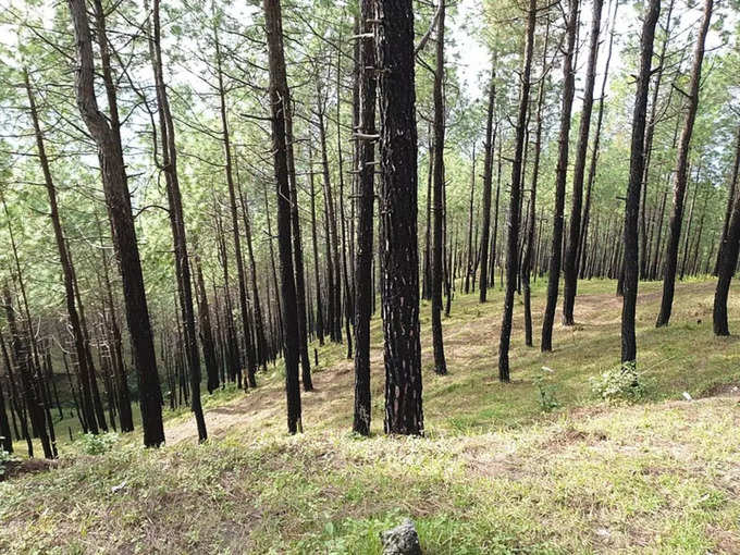 ಸರ್ನಾ ಗಾರ್ಡನ್ ರಸ್ತೆ