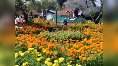 Malampuzha Flower Show 2024: വിനോദസഞ്ചാരികളെ പാലക്കാടിന്റെ മടിത്തട്ടിലേക്ക് മാടിവിളിച്ച് ഉദ്യാനം: മലമ്പുഴ പുഷ്പമേള ഈ മാസം 28 വരെ
