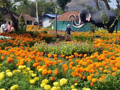 Malampuzha Flower Show 2024: വിനോദസഞ്ചാരികളെ പാലക്കാടിന്റെ മടിത്തട്ടിലേക്ക് മാടിവിളിച്ച് ഉദ്യാനം: മലമ്പുഴ പുഷ്പമേള ഈ മാസം 28 വരെ
