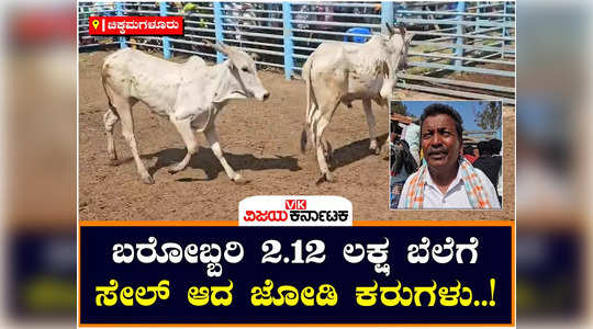 amrit mahal cattle breeding centre karnataka desi cow birur farmers in action bullocks sale for lakhs of rupee