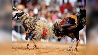 Cockfighting: ಕೋಳಿಯನ್ನು ಕೋರ್ಟ್‌ಗೆ ಹಾಜರುಪಡಿಸಲಿದ್ದಾರೆ ಪಂಜಾಬ್ ಪೊಲೀಸರು!