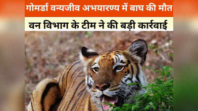 Chhattisgarh News: करंट लगने से बाघ की मौत, 5 ग्रामीण गिरफ्तार, वन विभाग के अधिकारियों पर भी एक्शन