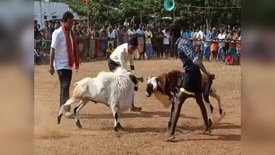 வத்தலகுண்டு அருகே கிடா முட்டும் பந்தயம் .. ஆர்வத்துடன் பார்த்த மக்கள்!