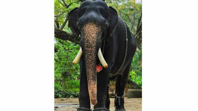 Guruvayur Kannan Elephant Death: ഗുരുവായൂർ കണ്ണൻ ചരിഞ്ഞു; ആനയോട്ടത്തിൽ ഒന്നാമനായത് നിരവധി തവണ