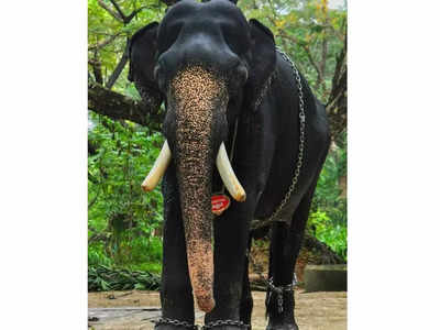 Guruvayur Kannan Elephant Death: ഗുരുവായൂർ കണ്ണൻ ചരിഞ്ഞു; ആനയോട്ടത്തിൽ ഒന്നാമനായത് നിരവധി തവണ