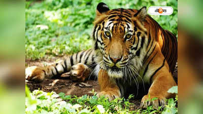Buxa Tiger Reserve : কয়েক দশকের অপেক্ষা, বক্সার জঙ্গলে পর্যটকদের সামনে ধরা দিলেন তিনি