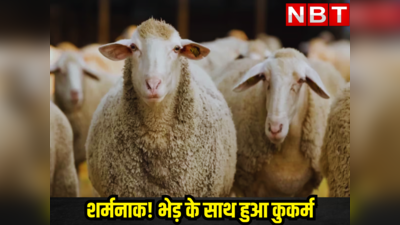 शर्मनाक! राजस्थान में सामने आया भेड़ के साथ कुकर्म करने वाला मामला , की हैवानियत की हदें पार