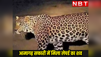 राजस्थान के वन्यजीव प्रेमियों के लिए दुखद खबर, आमागढ़ सफारी में मिला लेपर्ड का शव