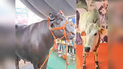दहा कोटींचा रेडा, अडीच फूटांची गाय अन् १०० किलोचा बोकड, कोल्हापूरकरांची भीमा कृषी प्रदर्शनात गर्दी