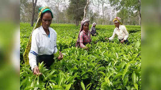 அசாம் தேயிலை தொழில்துறைக்கு ஏற்றுமதி உரிமம் வேண்டி.. நிதியமைச்சரிடம் கோரிக்கை!