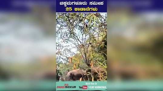 wild elephants near chikkamagaluru kadrimidri kendriya vidyalaya and other schools closed