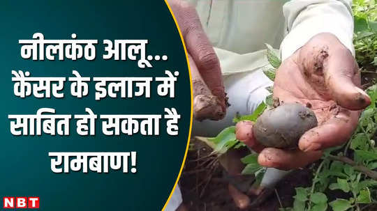 neelkanth potato is panacea in treatment of cancer sagar farmer became millionaire by cultivating it