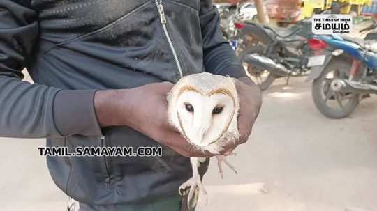 specific owl species rescue and hand over to marakkanam forest department