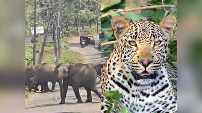 Leopard in Palappilly: ഇന്നലെ കാട്ടാന, ഇന്ന് പുലി; വന്യമൃഗങ്ങൾ വിലസുന്ന പാലപ്പിള്ളി, ഭീതിയിൽ ജനം