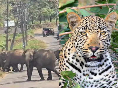 Leopard in Palappilly: ഇന്നലെ കാട്ടാന, ഇന്ന് പുലി; വന്യമൃഗങ്ങൾ വിലസുന്ന പാലപ്പിള്ളി, ഭീതിയിൽ ജനം