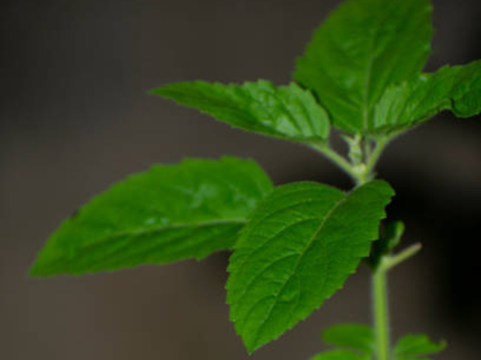 Tulsi