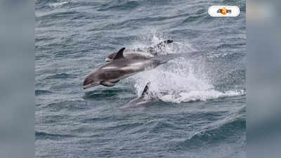 ফের বিলুপ্তপ্রায় ডলফিনের দেহ উদ্ধার কাটোয়ার ভাগীরথী নদী চরে