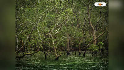 Mangrove Forest: বাদাবন রক্ষায় ম্যানগ্রোভ যোদ্ধা শিক্ষক