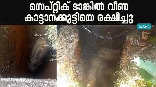 baby elephant fell into septic tank rescued video