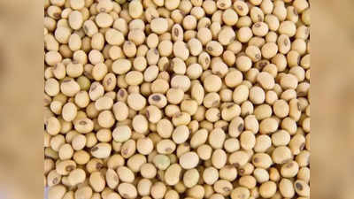 Soyabean Rate: सोयाबीनला मिळेना भाव; हमीभावही मिळत नसल्याने शेतकरी चिंतेत